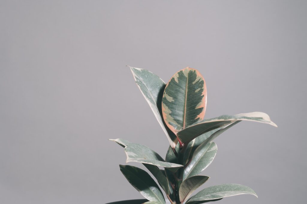 how to care for a baby rubber plant