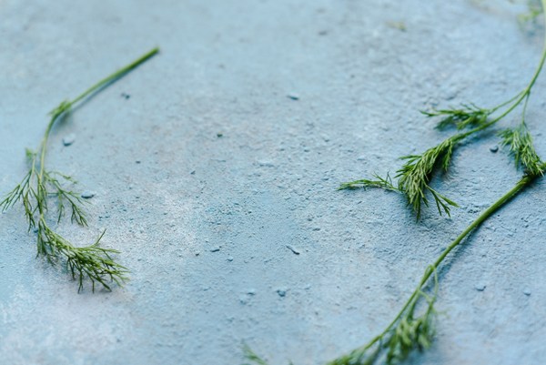 growing dill
