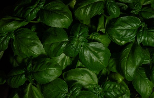 growing basil