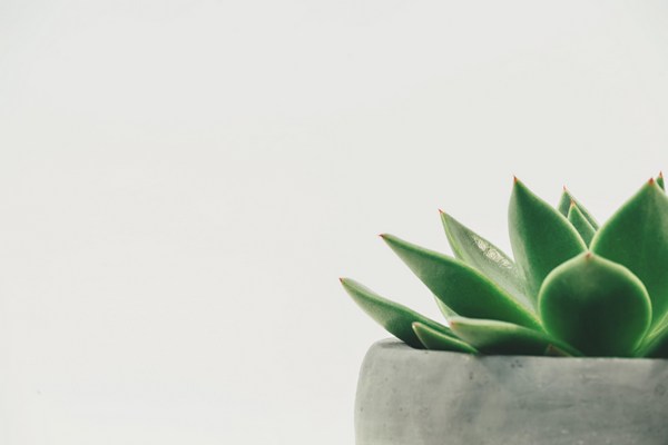succulent plants good for your air quality