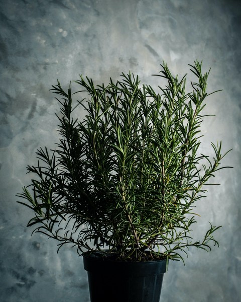 growing rosemary